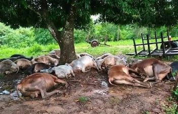 Descarga eléctrica mata a 19 vacunos durante fuerte temporal en Santa Cecilia.