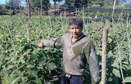 Agricultor con suéter gris señala una planta en un campo soleado, rodeado de hileras de cultivos verdes.