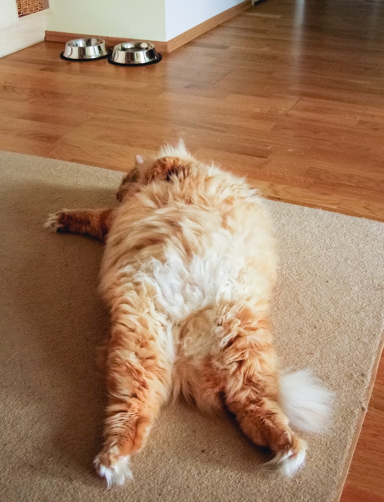Gato con la panza hinchada.
