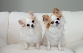 Cachorros.