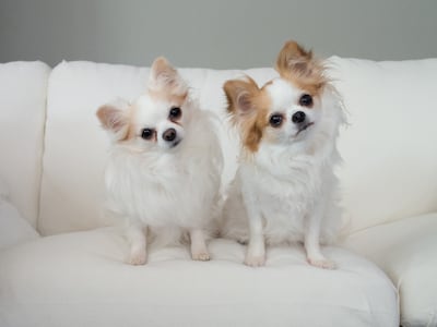 Cachorros.