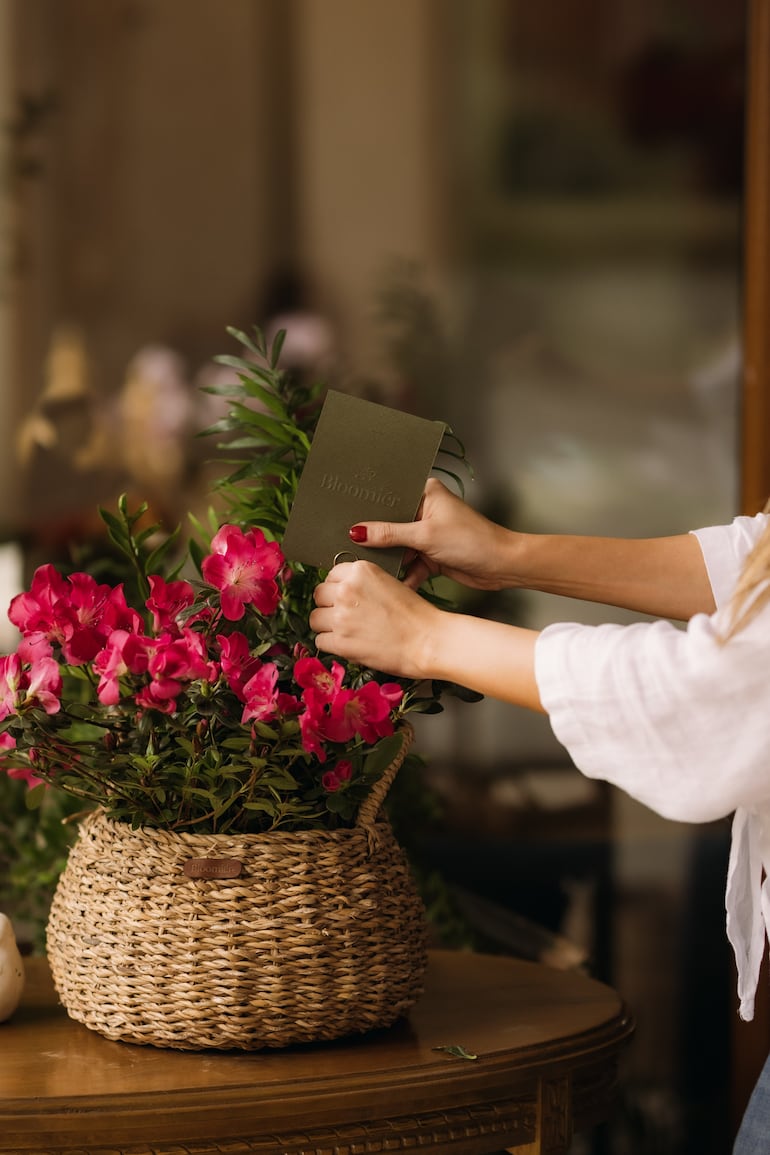Plantas de Bloomiér.