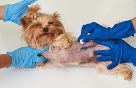 Esterilización en perros.
