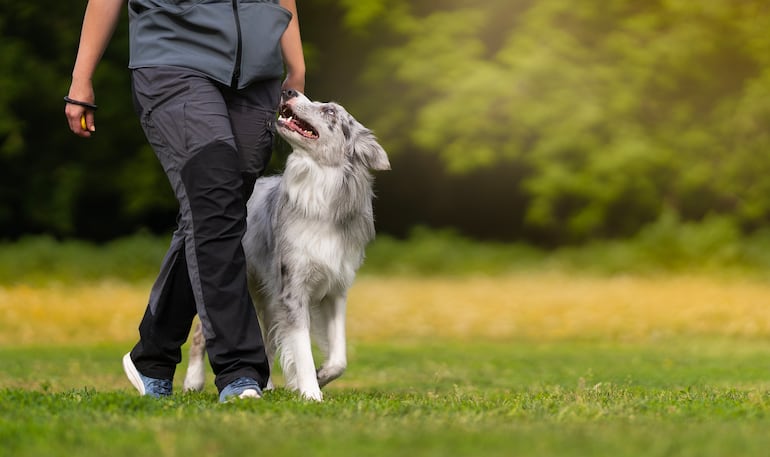 Perro de la raza border collie.