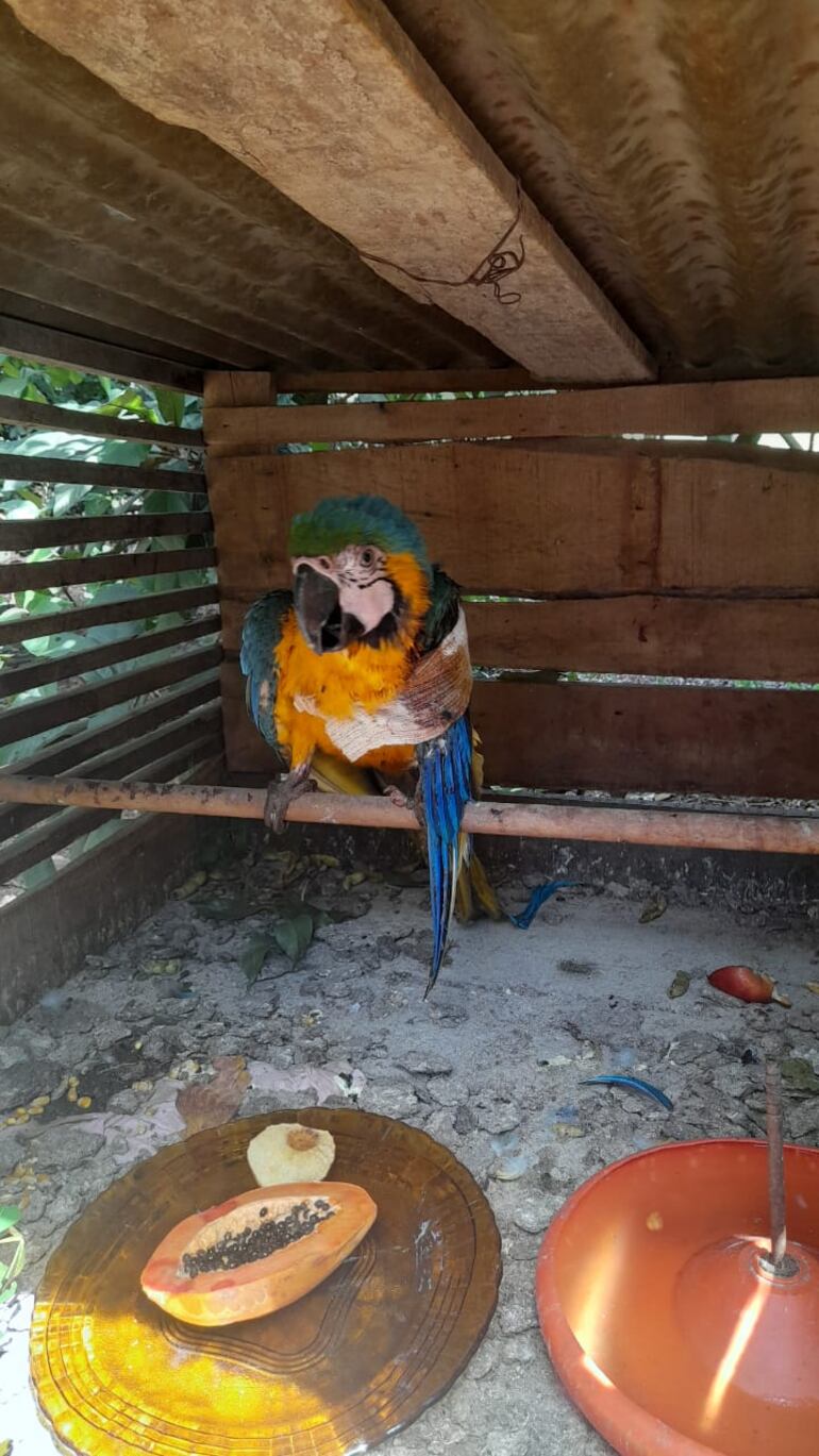 Guacamayo rescatado: investiga circunstancias del hecho mientras gestionan recuperación del animal en peligro de extinción.