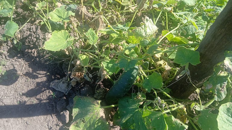 Cultivo de pepinos en un terreno agrícola, con plantas de diversas etapas de crecimiento en un ambiente exterior.