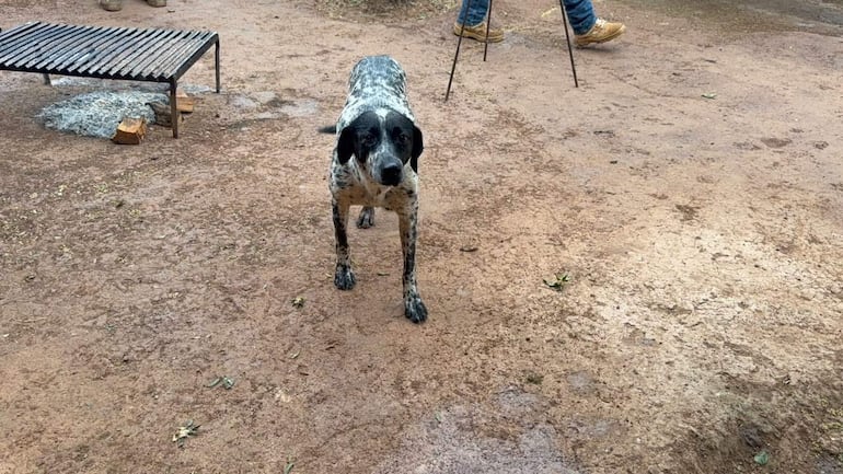 Perro blanco con manchas negras, mirando a la cámara. Persona parcialmente visible con pantalones y bastón en un entorno de tierra.