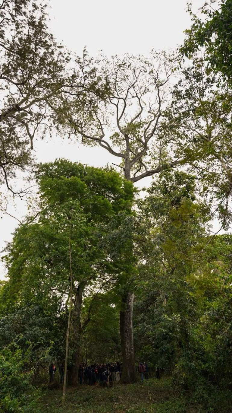 Veinte a treinta personas bajo árboles altos, en un ambiente natural y silencioso, disfrutando de la vegetación verde intensa.