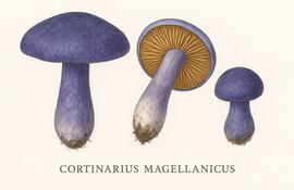 Cortinarius magellanicus, imagen ilustrativa generada con IA.