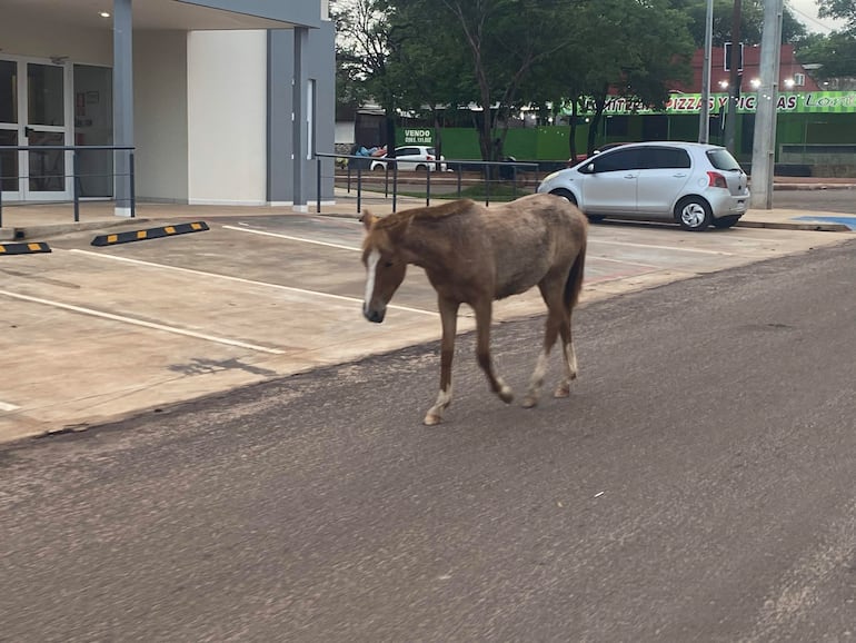 Caballo marrón camina por la calzada, con un automóvil gris estacionado al lado en un entorno urbano moderno.