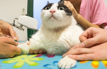 Gato paciente para transfusión de sangre, imagen ilustrativa.