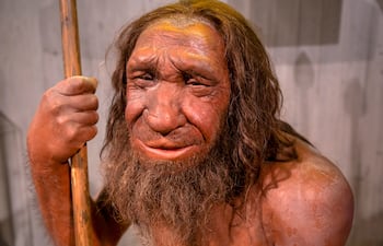 Dusseldorf, Alemania, Museo Neanderthal.