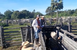 Vacunación antiaftosa