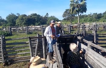 Vacunación antiaftosa