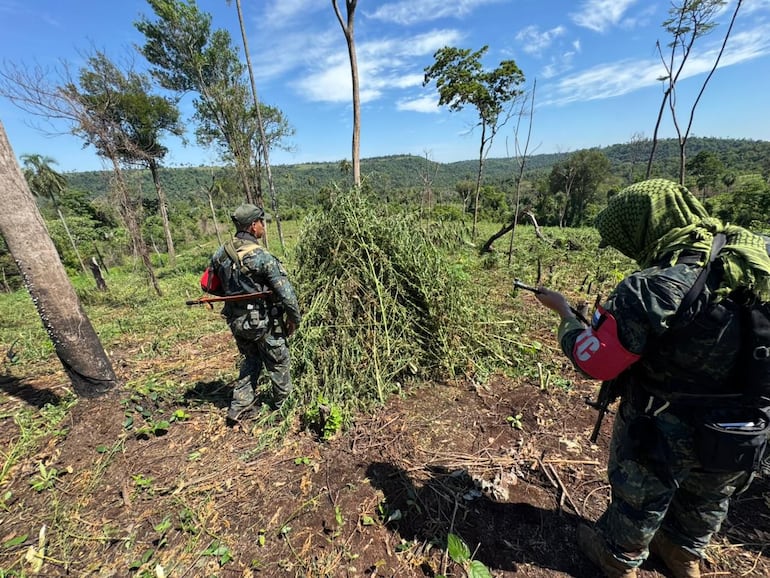 Tras el corte de varias hectáreas de marihuana, los militares de la FTC agrupaban las plantas  para su posterior incineración.