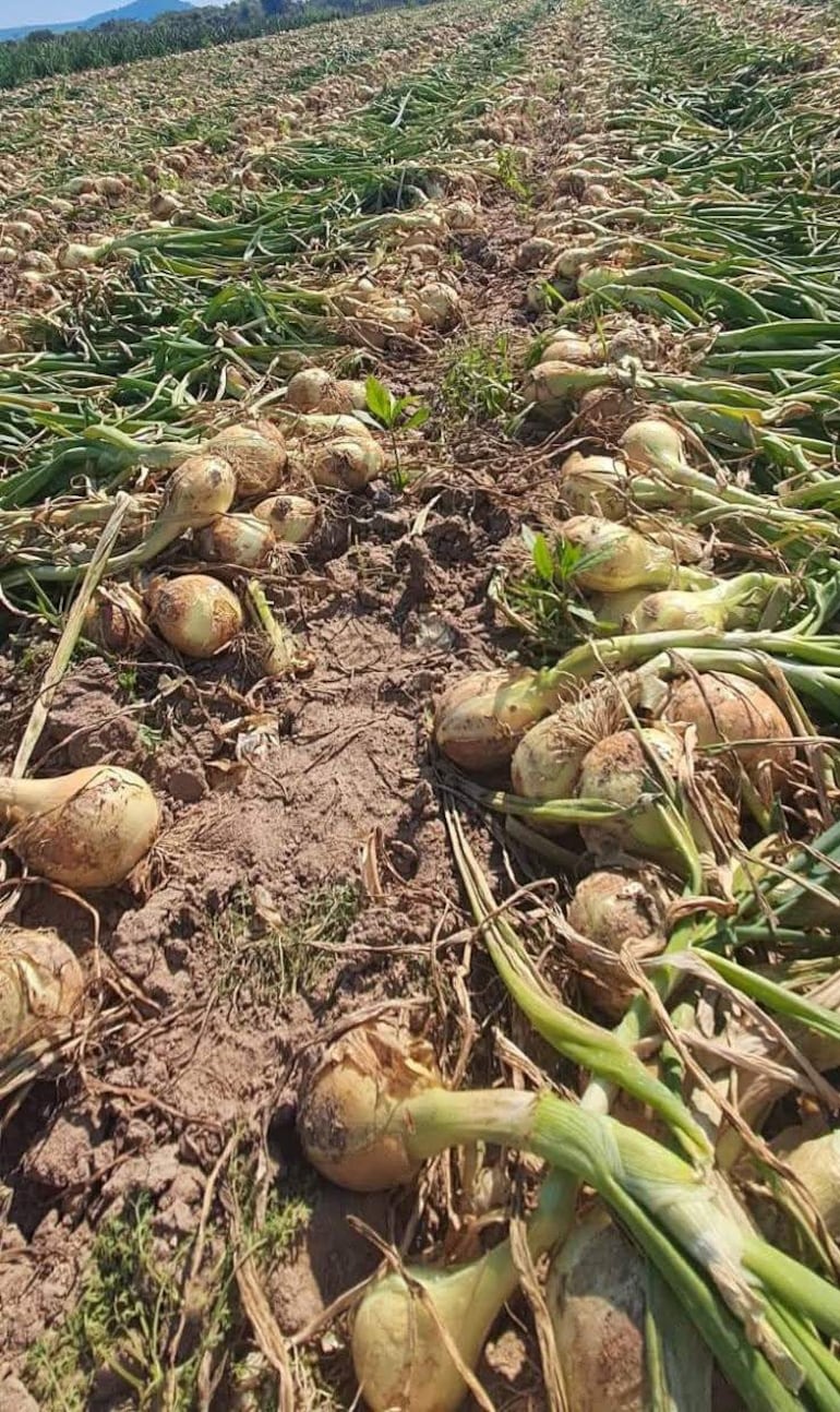 Este año se prevé una producción de 20 millones de kilos de cebolla a nivel nacional.