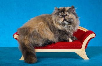 Gato de la raza Persa en un sillón de estilo victoriano.