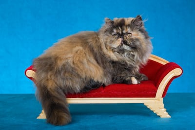 Gato de la raza Persa en un sillón de estilo victoriano.