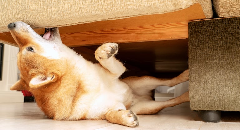 ¿Los perros pueden vengarse?