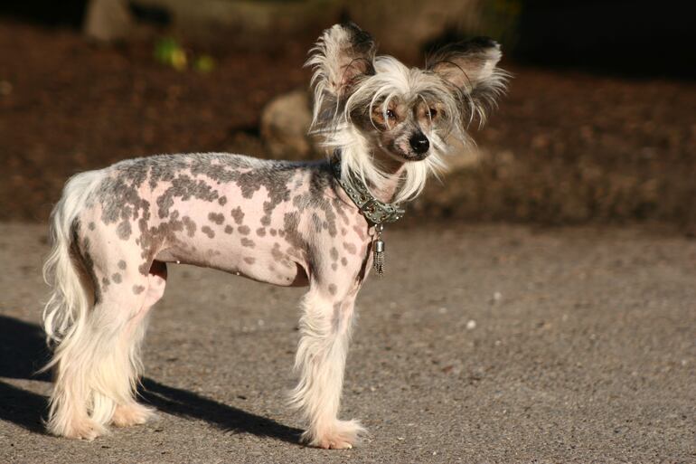 Perro crestado chino.