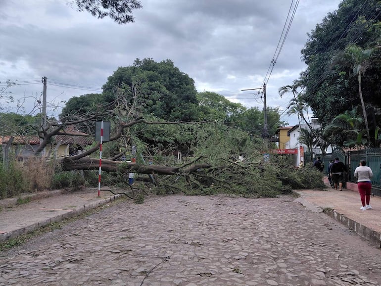 Cuatro personas caminan hacia una calle despejada, sortiendo un gran árbol caído entre vegetación urbana.