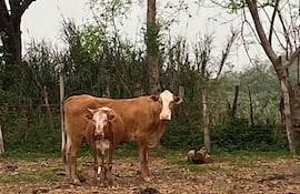 Sexagenario muere tras ser embestido por una vaca.