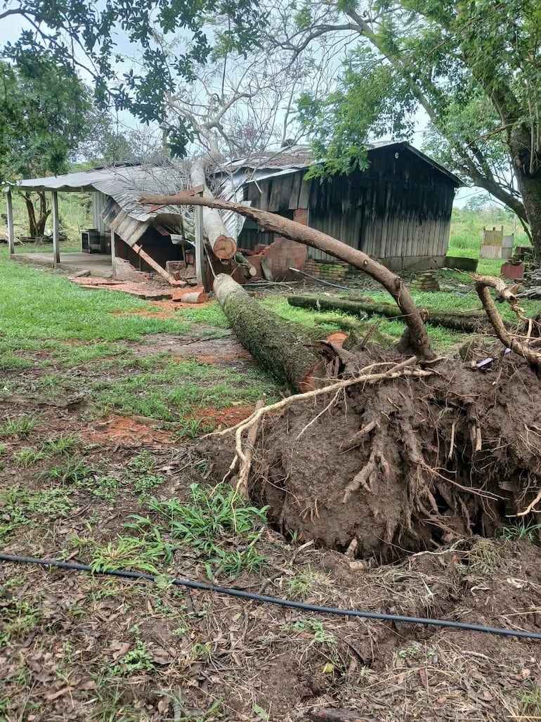 Un árbol caído con raíces expuestas junto a una casa de madera dañada, en un paisaje rural verde.