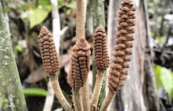 Fotografía cedida por el Instituto de Investigaciones de la Amazonía Peruana (IIAP) del 13 de marzo de 2025 donde se muestra un ejemplar macho de 'Zamia urarinorum', en el municipio de Urarinas (Perú). Una nueva especie de planta que pervive desde la época de los dinosaurios fue descubierta en la Amazonía peruana, donde fue identificada como la primera de su tipo en haberse adaptado a ambientes permanentemente inundables.