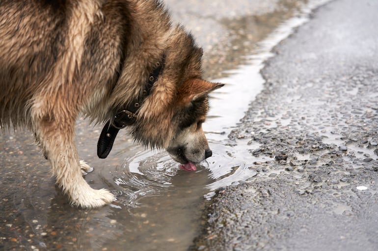 Perro bebe agua de la calle.