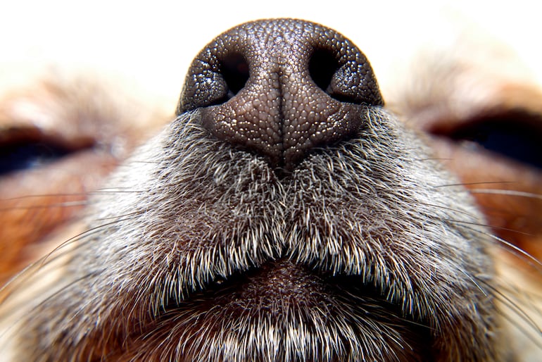 Hocico de perro.