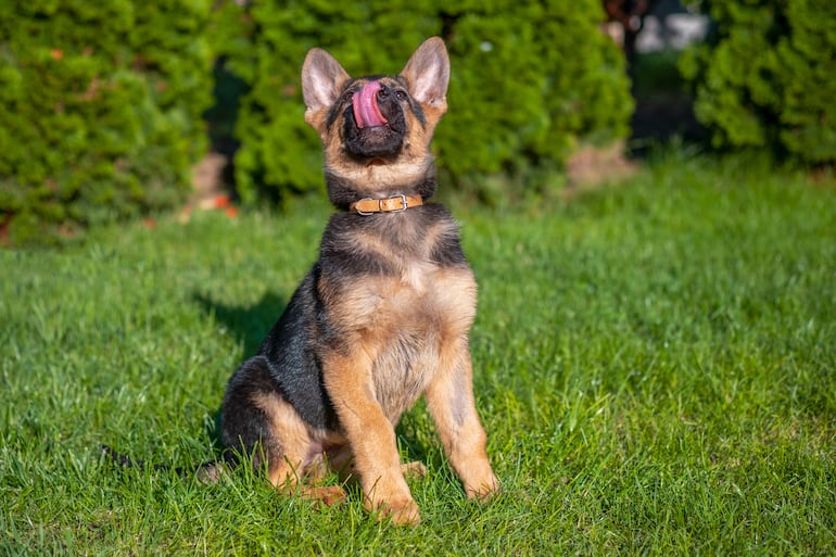 Perro pastor alemán, cachorro.