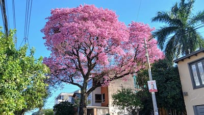 Árbol grande con flores rosas frente a edificios coloridos en un día despejado en un entorno urbano.