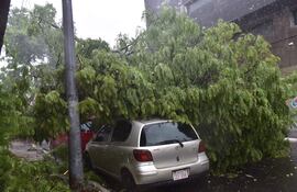 Árbol caído en el Caballero y Fulgencio R Moreno.