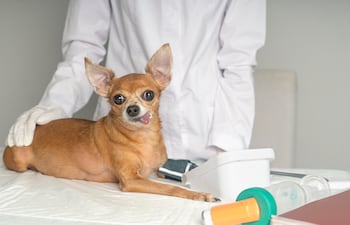 A un perro chihuahua le toman la presión.