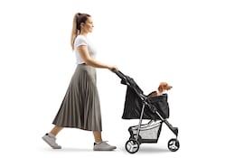 Perro en un carrito para mascotas.