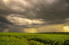 Soja bajo amenaza. El Niño pasa factura a la productividad