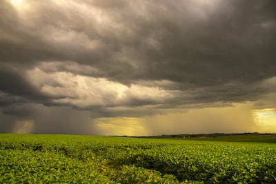 Soja bajo amenaza. El Niño pasa factura a la productividad