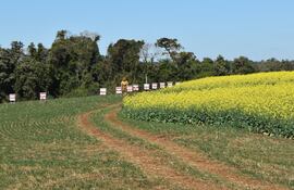 El señor Juan Gunther Dohmann lleva años en la apicultura, incluso en su momento viajó a Alemania para capacitarse y conocer tecnologías para mejorar su producción.