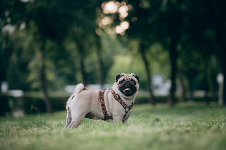 Perro de la raza Pug.