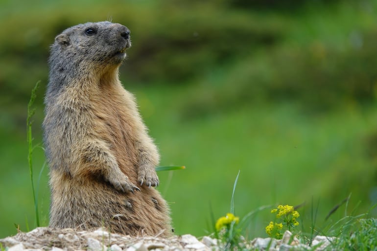 Marmota.