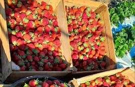 Frutillas producidas en Santa Rosa, Misiones