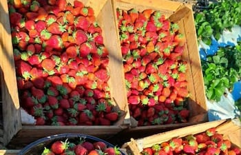 Frutillas producidas en Santa Rosa, Misiones
