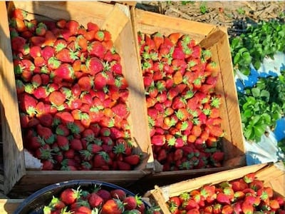 Frutillas producidas en Santa Rosa, Misiones