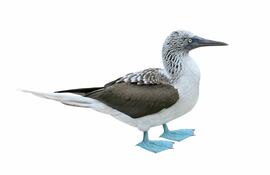 Piquero de patas azules.