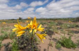 Miles de flores en el desierto de Atacama, en Copiapó (Chile).
