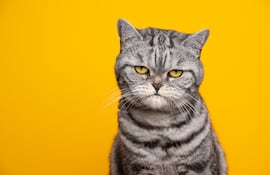 Gato malhumorado.