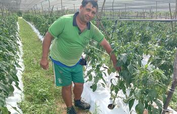 El productor Teodoro Benítez mostrando su plantación de locotes.