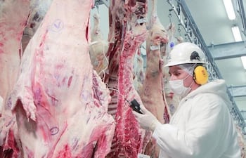 Carne bovina. Un inspector del Senacsa controla en un frigorífico de exportación.