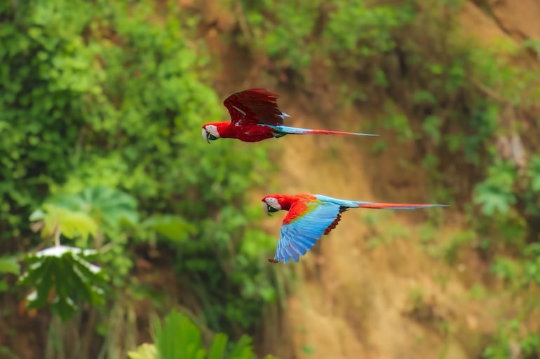 Guacamayos en el Parque Nacional Madidi, amazonía boliviana.