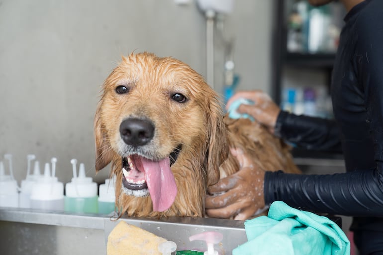 Perro de la raza golden retriever. Baño con champú.